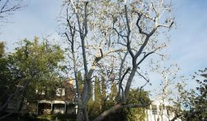 Sac Tree care