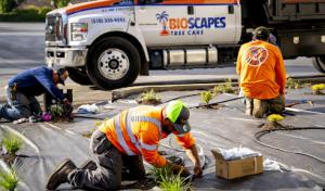 BioScapes Tree Care