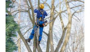 Tree Service Fremont
