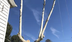 Rosas Tree Service of Pleasanton