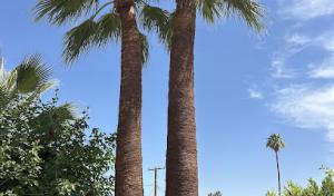 Palm Desert Tree Pros