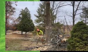 Cedar Rapids Tree Service by Sure Wood