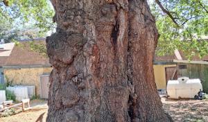 Able brothers tree & plant health care