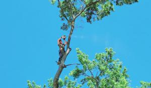 Dunlap's Tree Service