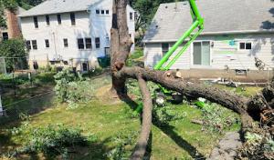 Dynasty Tree Experts