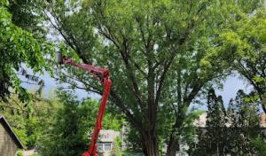Van Doren Tree Care