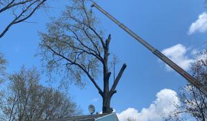 Monaco Tree Services
