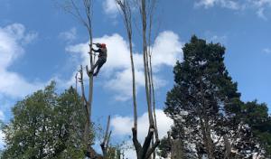 Lumberjacks Tree & Landscaping Services