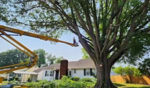 Chattanooga Tree Service