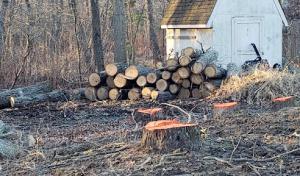 Arrowhead Tree Service