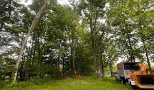 Pine Ridge Tree service