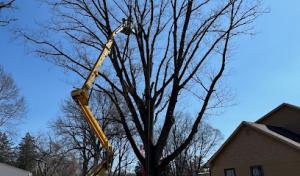 Brandywine Tree & Shrub