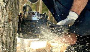Southern Exposure Tree Service