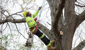 Precise Tree Care