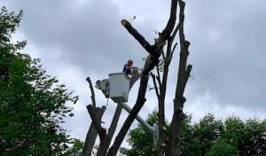 Ridgeline Tree Service