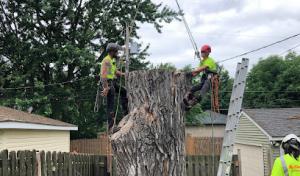 Sorenson Tree Service