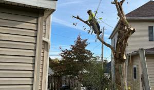 JPA Tree Service