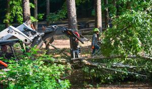 Avalon Tree Services