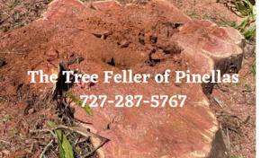 The Tree Feller of Pinellas