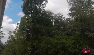 Tennessee Tree Service