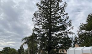 E & J Sanchez Tree Service