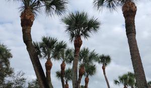 Arbor Tech Tree Service