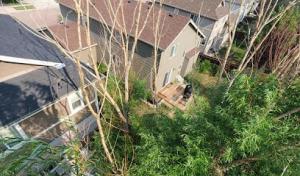 Black Bear Tree Care