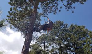 Lind Legacy Tree Service