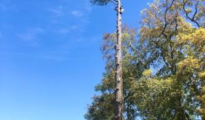 Alpha Tree Solutions