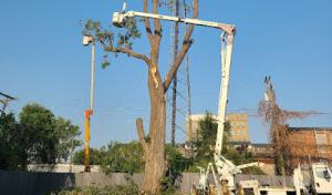 One of a Kind Tree Services