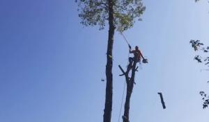 Conroe’s Best Tree Service