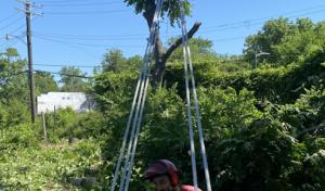 Detroit Arborist Collective