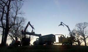 Marquis Tree Service