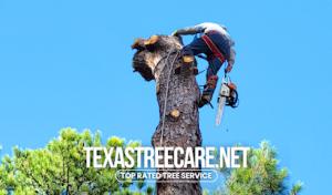 Texas Tree Care