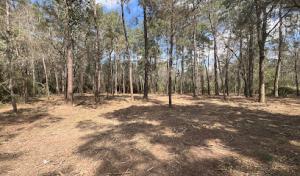 D1 affordable tree service & Land Clearing