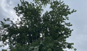 Cornwell Tree Service & Crane Rental