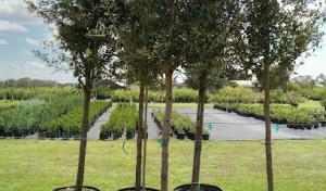 Blands Tree & Landscaping