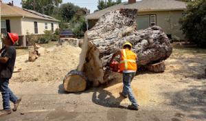 All Season Tree Care