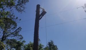 Stewart’s Tree Professional