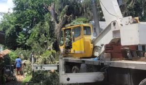 Higher Reach Tree Service