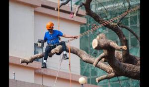 T & T Trimming & Removal