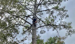 Hippie Tree Care