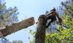 ArborSaving Tree Care