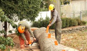 Arbor Ace Tree Service