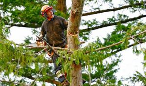 Brad's Tree & Stump Removal Service - Tree Care, Tree Trimming