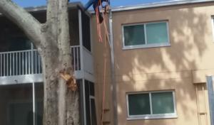 Tarzans Lumberjack Service