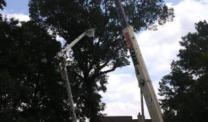 Rice & Company Tree Service