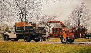 A To Z Buffalo Trees