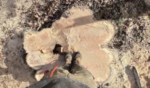 Earth & Lumber Tree Service