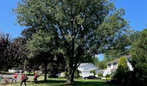 Oasis Tree Service